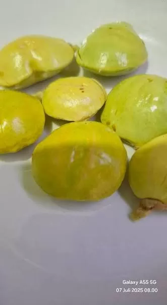 Jengkol Muda